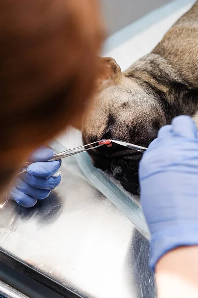 Resection Lacrimal Sac Dog Eyes Veterinary Medicine — Stock Photo, Image