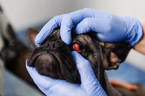 Resektion Lacrimal Sac Hundens Ögon Veterinär Medicin — Stockfoto