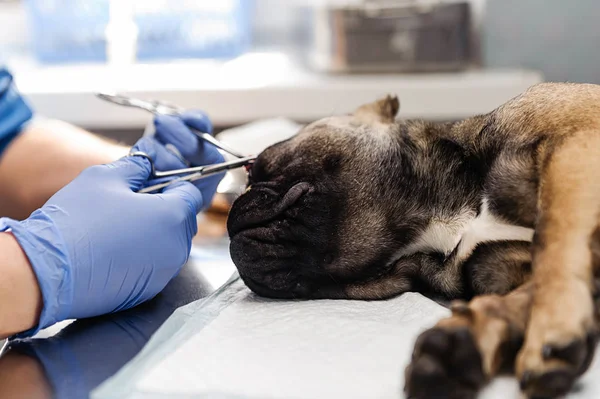 Resezione Del Sacco Lacrimale Sugli Occhi Del Cane Medicina Veterinaria — Foto Stock