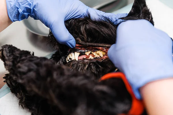 Matériel Nettoyage Des Dents Des Chiens Tartre — Photo