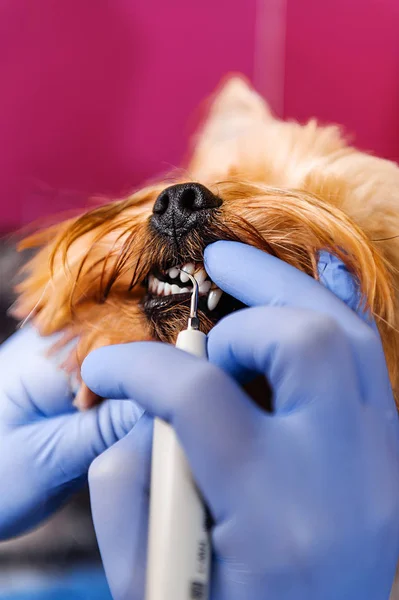 Hardware Pulizia Dei Denti Dei Cani Tartaro — Foto Stock