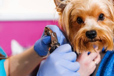 Köpeğin pençelerini vetraniry olarak kesme