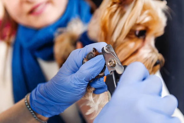 Tagliare Gli Artigli Del Cane Vetraniry — Foto Stock