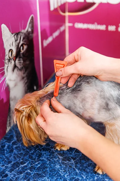 Лечение Собачьих Вшей Ветеринарии Блошиные Капли — стоковое фото