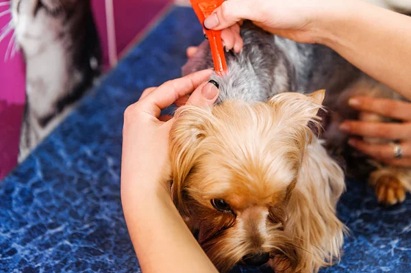 Trattamento Dei Pidocchi Cane Medicina Veterinaria Gocce Pulci — Foto Stock