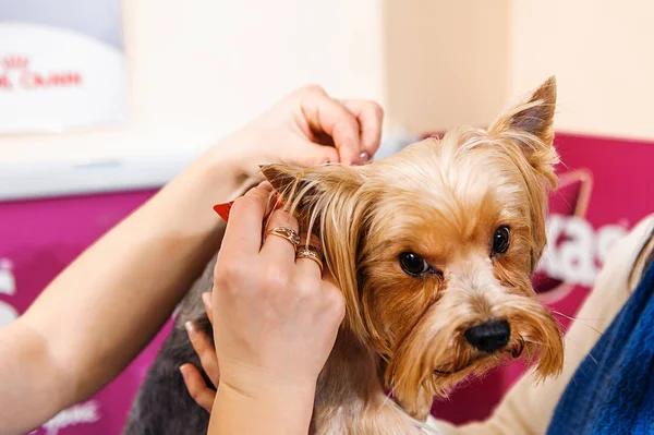 Θεραπεία Των Ψειρών Σκύλων Στην Κτηνιατρική Σταγόνες Ψύλλων — Φωτογραφία Αρχείου