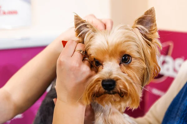 Behandling Hund Löss Inom Veterinärmedicinen Loppor Droppar — Stockfoto