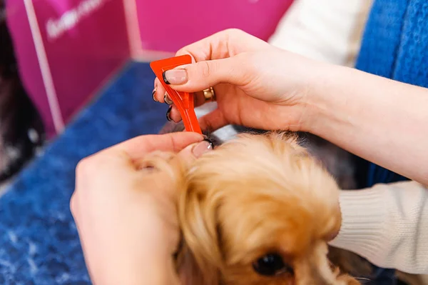 Behandling Hund Löss Inom Veterinärmedicinen Loppor Droppar — Stockfoto