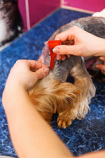 Treatment of dog lice in veterinary medicine. Flea drops