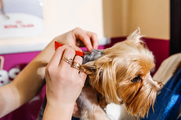 Treatment Dog Lice Veterinary Medicine Flea Drops — Stock Photo, Image