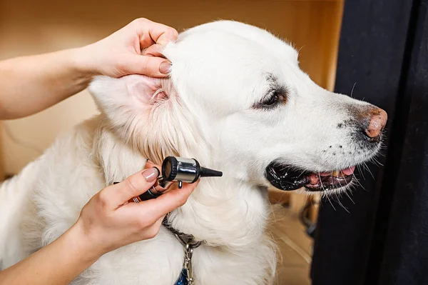 Σκυλιά Της Οτροσκόπησης Εξέταση Των Αυτιών Του Σκύλου Στην Κτηνιατρική — Φωτογραφία Αρχείου