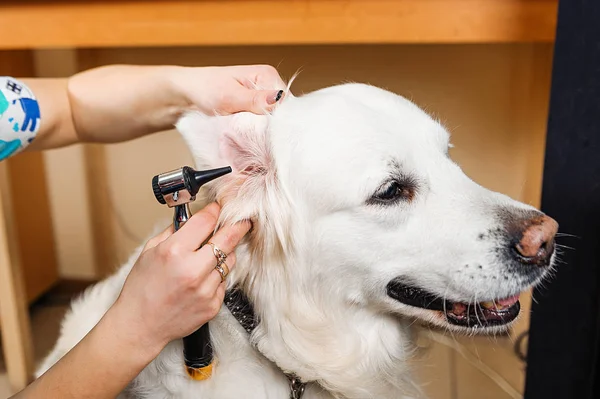 Σκυλιά Της Οτροσκόπησης Εξέταση Των Αυτιών Του Σκύλου Στην Κτηνιατρική — Φωτογραφία Αρχείου