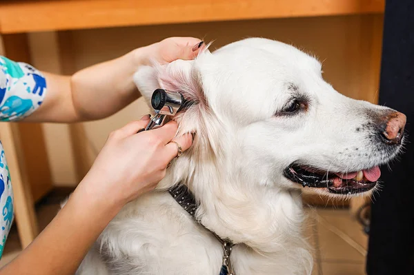 Cani Otoscopia Esame Delle Orecchie Del Cane Medicina Veterinaria — Foto Stock