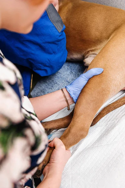 Klinisch Onderzoek Van Hond Diagnostiek Behandeling Van Huidziekten Bij Honden — Stockfoto