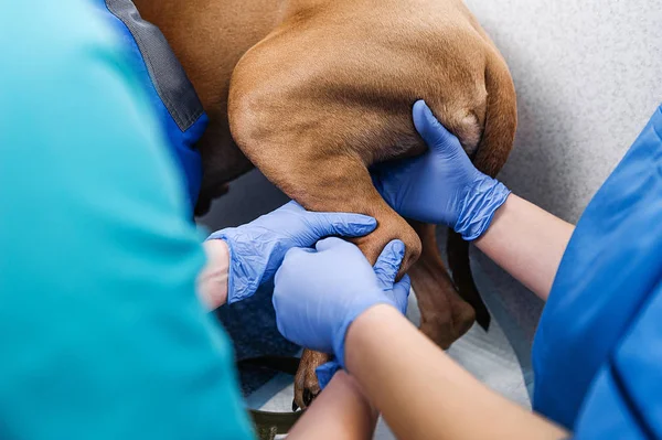 Köpeğin klinik muayenesi. Köpeklerde cilt hastalıklarının tanı ve tedavisi