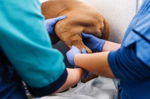 Klinisk Undersökning Hunden Diagnostik Och Behandling Hudsjukdomar Hos Hundar — Stockfoto