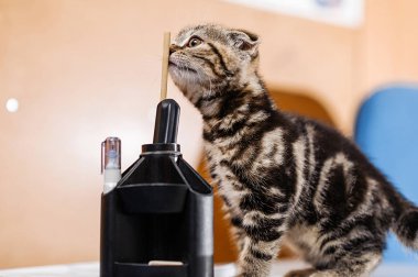 Veteriner likte bir kedi yavrusunun tedavisi. Bir kedi yavrusu için profilaktik aşılama