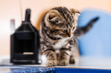 Veteriner likte bir kedi yavrusunun tedavisi. Bir kedi yavrusu için profilaktik aşılama