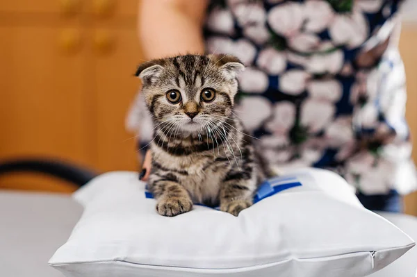 Behandlung Eines Kätzchens Der Veterinärmedizin Prophylaktische Impfung Für Ein Jungtier — Stockfoto