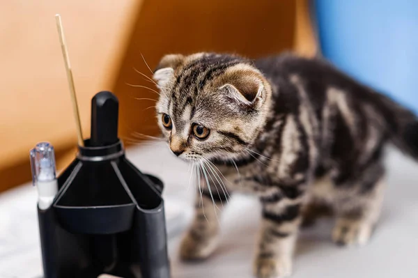 Behandling Kattunge Veterinärmedicin Profylaktisk Vaccination För Kattunge — Stockfoto