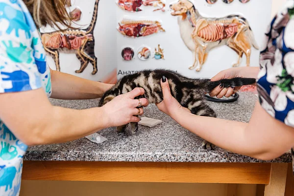 Behandling Kattunge Veterinärmedicin Profylaktisk Vaccination För Kattunge — Stockfoto