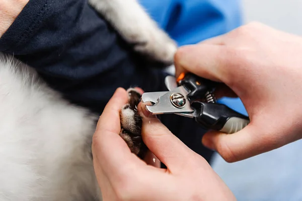 Klauw Knippen Kat Medische Procedures Voor Huisdieren — Stockfoto