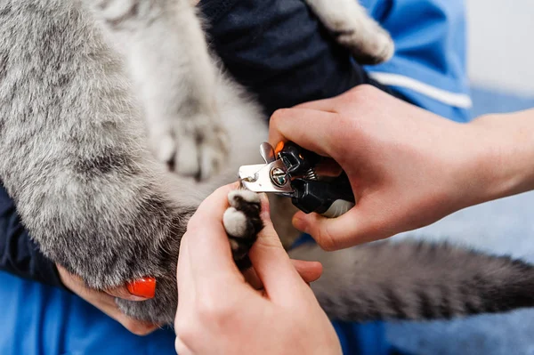 Klauw Knippen Kat Medische Procedures Voor Huisdieren — Stockfoto