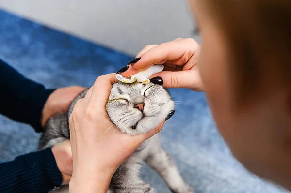 Behandlung Eines Kätzchens Der Veterinärmedizin Prophylaktische Impfung Für Ein Jungtier — Stockfoto