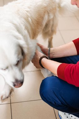Köpeğin klinik muayenesi. Köpeklerde cilt hastalıklarının tanı ve tedavisi