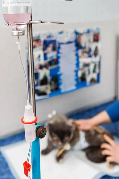 Treatment of animals in veterinary medicine. Dropper with drugs