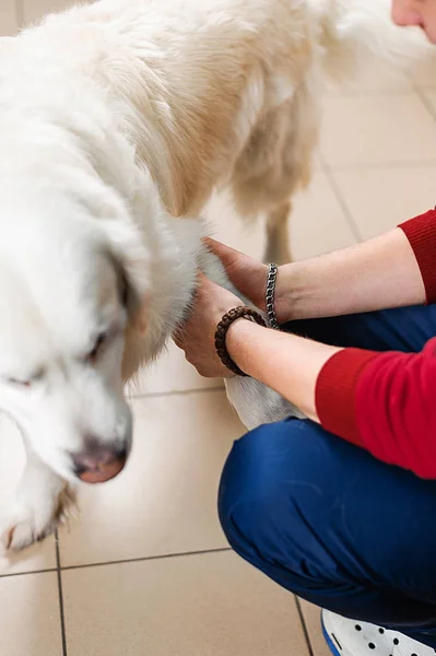 Klinisch Onderzoek Van Hond Diagnostiek Behandeling Van Huidziekten Bij Honden — Stockfoto