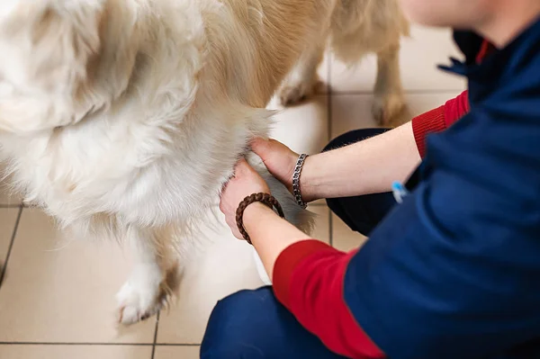 Клиническое Обследование Собаки Диагностика Лечение Кожных Заболеваний Собак — стоковое фото