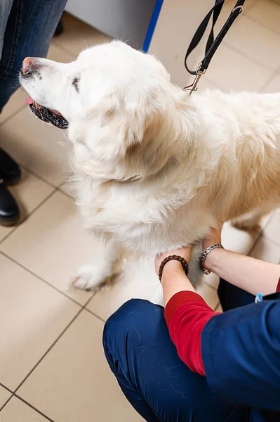 Badanie Kliniczne Psa Diagnostyka Leczenie Chorób Skóry Psów — Zdjęcie stockowe