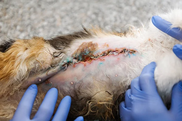 Operation Veterinary Medicine Abdominal Cat Surgery — Stock Photo, Image