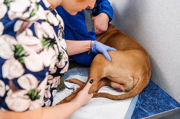 Clinical Examination Dog Diagnostics Treatment Skin Diseases Dogs — Stock Photo, Image