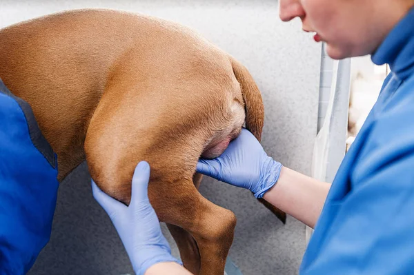 Esame Clinico Del Cane Diagnostica Trattamento Delle Malattie Della Pelle — Foto Stock