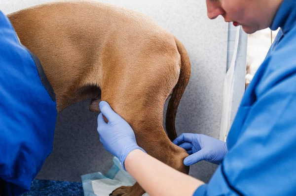 Klinisk Undersökning Hunden Diagnostik Och Behandling Hudsjukdomar Hos Hundar — Stockfoto