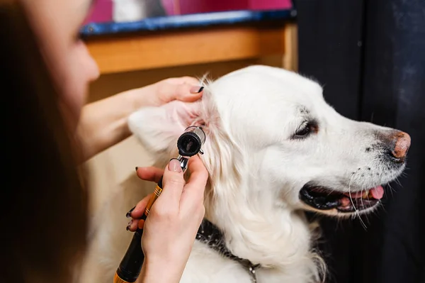 Otoscopy dogs. Examination of the dog\'s ears in veterinary medicine