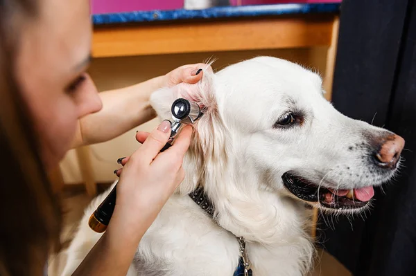 Psy Otoscopy Badanie Uszu Psa Medycynie Weterynaryjnej — Zdjęcie stockowe