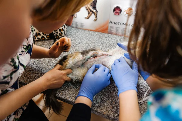 Operazione Medicina Veterinaria Chirurgia Addominale Del Gatto — Foto Stock