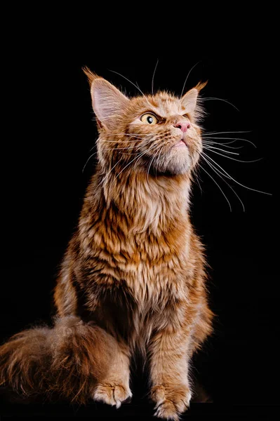 Photoshoot Ginger Cat Champion Breed Maine Coon Studio Predatory Aggressive — Stock Photo, Image