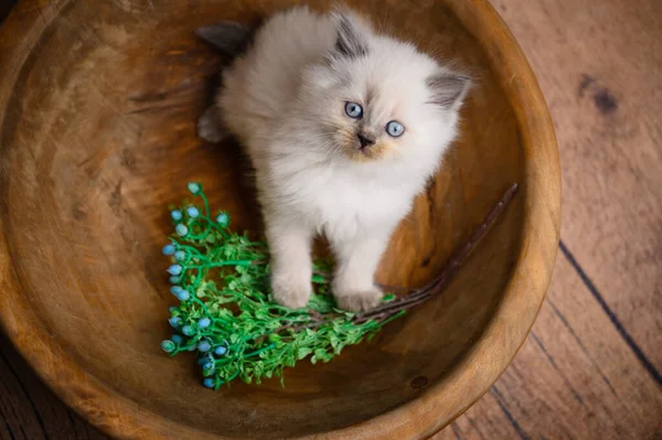 Británico Pequeño Gatito Cuenco Madera —  Fotos de Stock