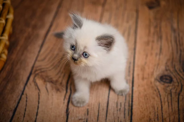 Poco Británico Pelo Largo Gatito Blanco Piso Madera — Foto de Stock