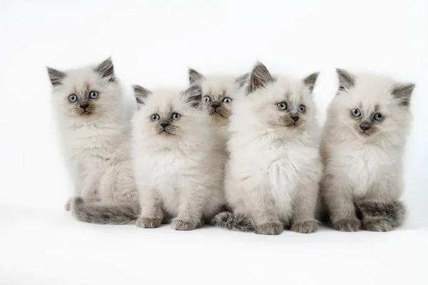 Fünf Kleine Britische Kätzchen Auf Weißem Hintergrund — Stockfoto