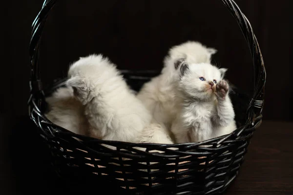 Cinq Petits Chatons Britanniques Dans Panier Osier Noir — Photo