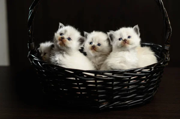 Fünf Kleine Britische Kätzchen Einem Schwarzen Weidenkorb — Stockfoto