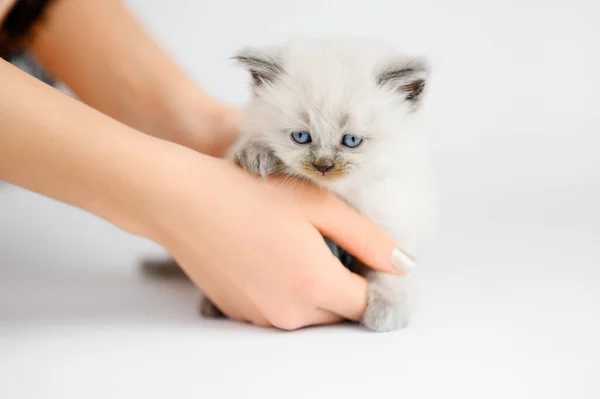 Kis Fehér Brit Cica Fehér Háttér — Stock Fotó