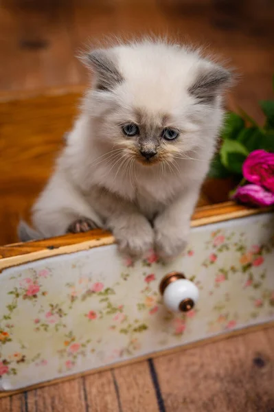 Británico Poco Blanco Pelo Largo Gatito Madera Caja —  Fotos de Stock