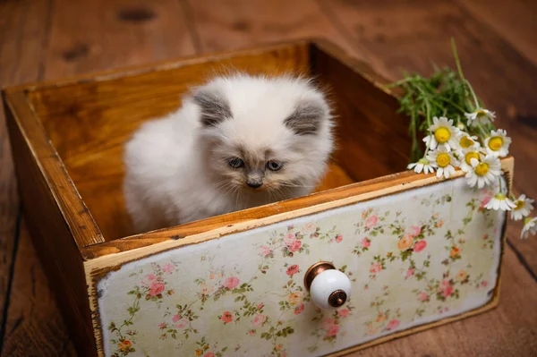 Brytyjski Mały Biały Długowłosy Kotek Drewnianym Pudełku — Zdjęcie stockowe