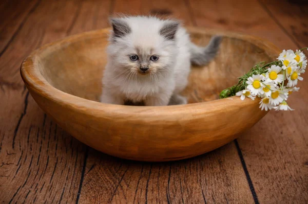 英国小猫咪在木碗里 — 图库照片